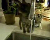 th_Catdrinkingwater-different.jpg