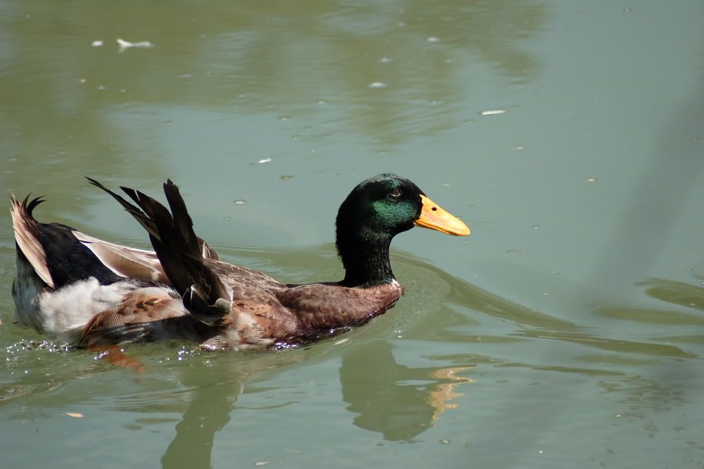 IMAGE: http://i115.photobucket.com/albums/n284/rcjohnston/IMG_0050-1.jpg