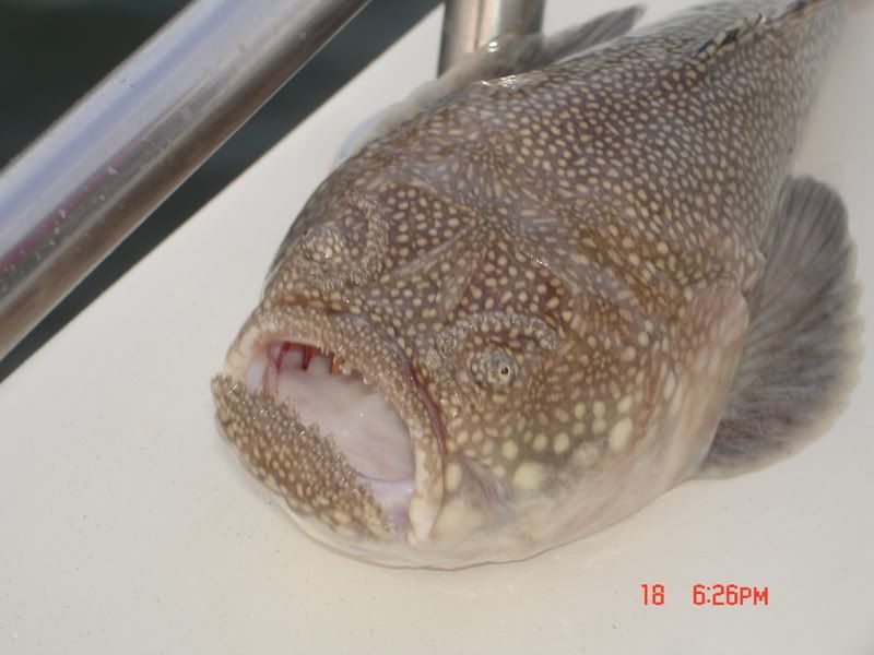 DSC04232.jpg