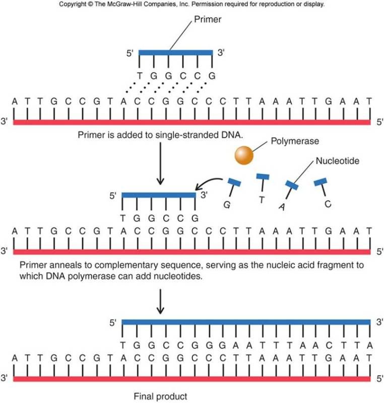 Dna Recombinant