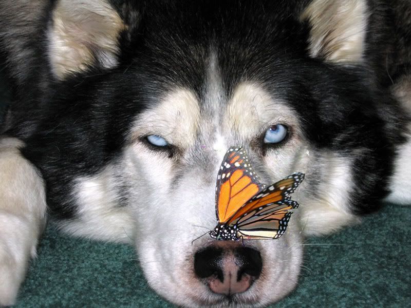 IMAGE: http://i115.photobucket.com/albums/n287/chrysalis738/forphotobucket.jpg