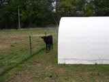 Cattle Panel Barn (or hoop house) - Homesteading Questions