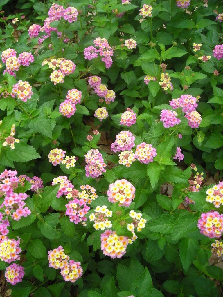 Lantana May