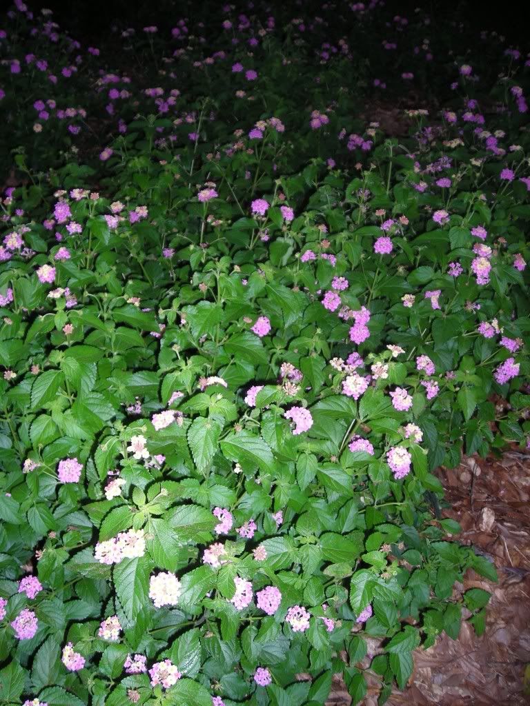 Spring is springing into bloom