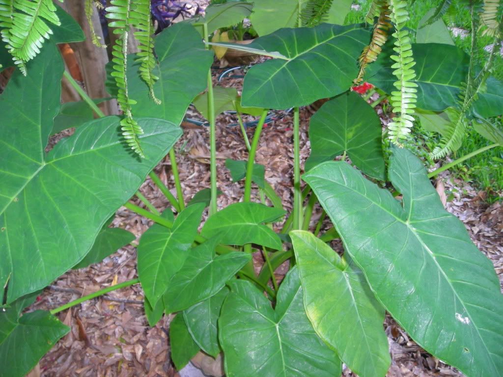 elephant ears wait to hear