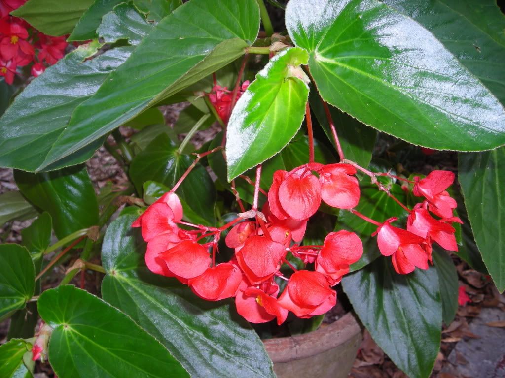 DragonWing Begonia