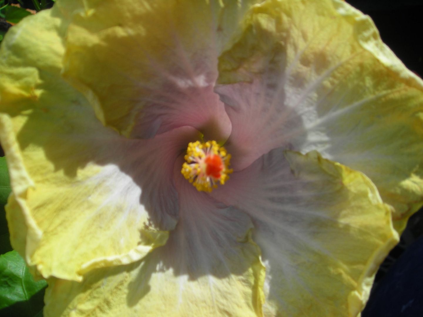 The Cajun hibiscus