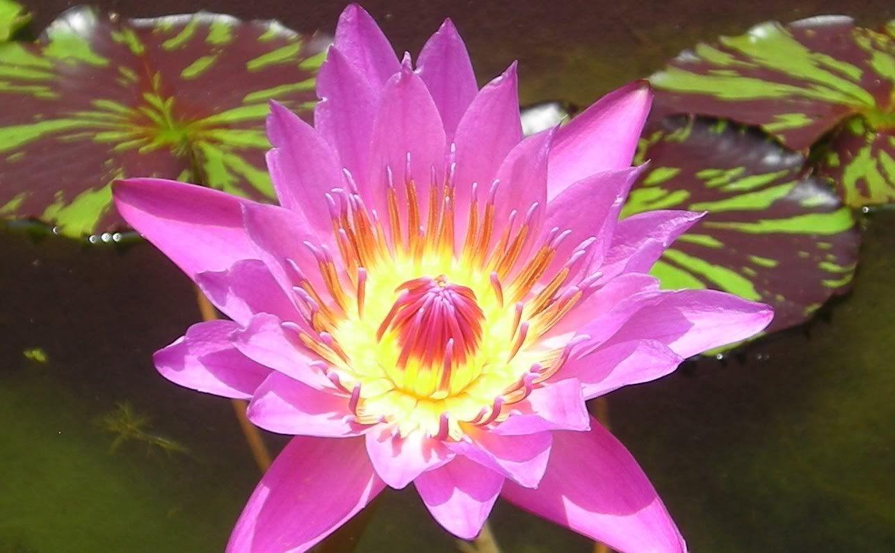 Water lilly