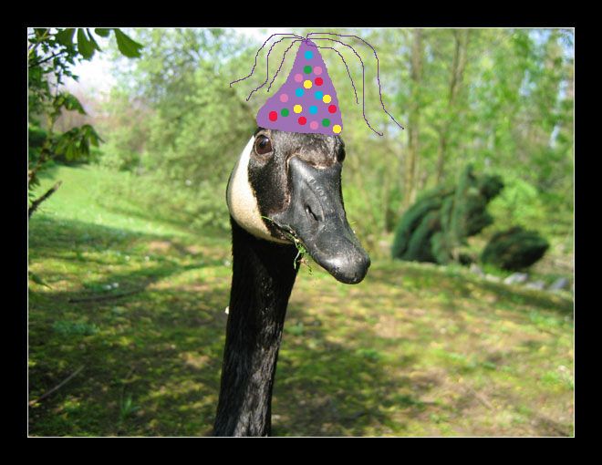 http://i115.photobucket.com/albums/n291/BeachedDriftwood/The%20Almighty%20Goose/goosebirthday.jpg