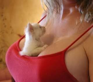 PussNBoobs.jpg