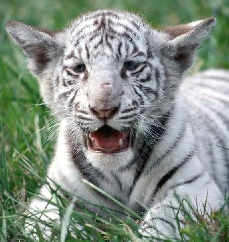 white bengal tiger character