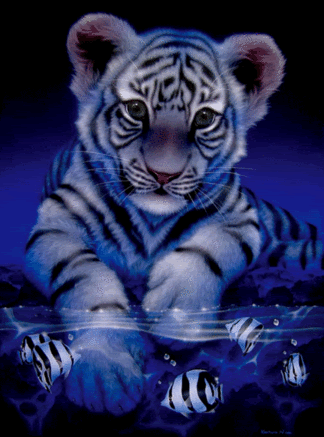 Baby+white+tiger+in+water