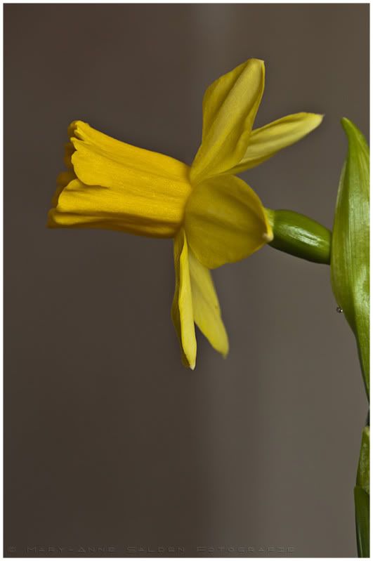 Fotografie