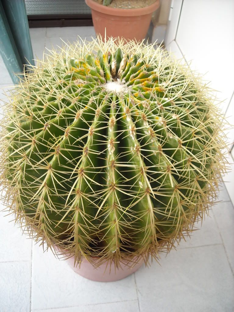 Spiny003.jpg