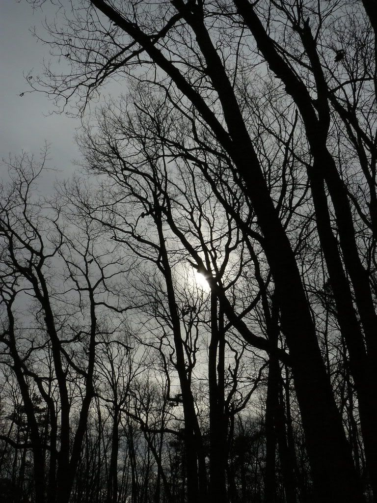 Gloomy Trees Pictures, Images and Photos