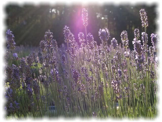 http://i115.photobucket.com/albums/n296/HoangTuDe/lavender-sun-rays.jpg