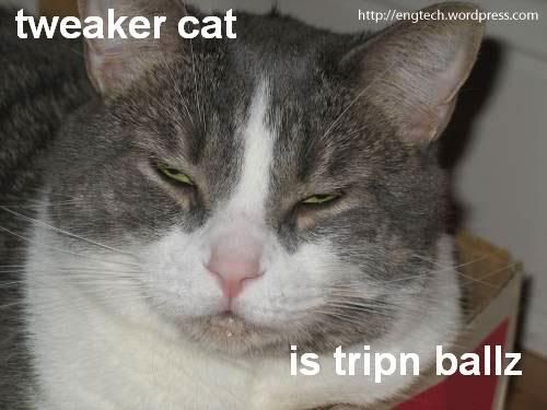 web-bagel-tweaker-cat-trippin-balls.jpg