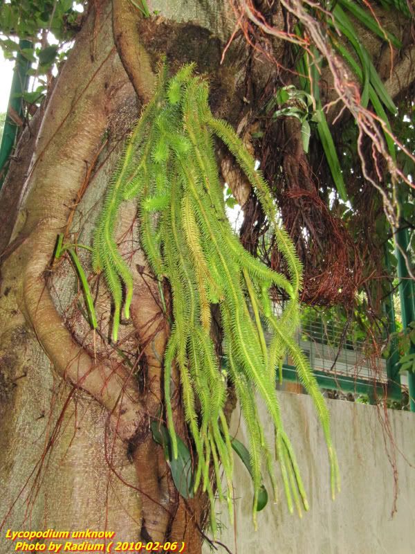 Lycopodium Squarrosum