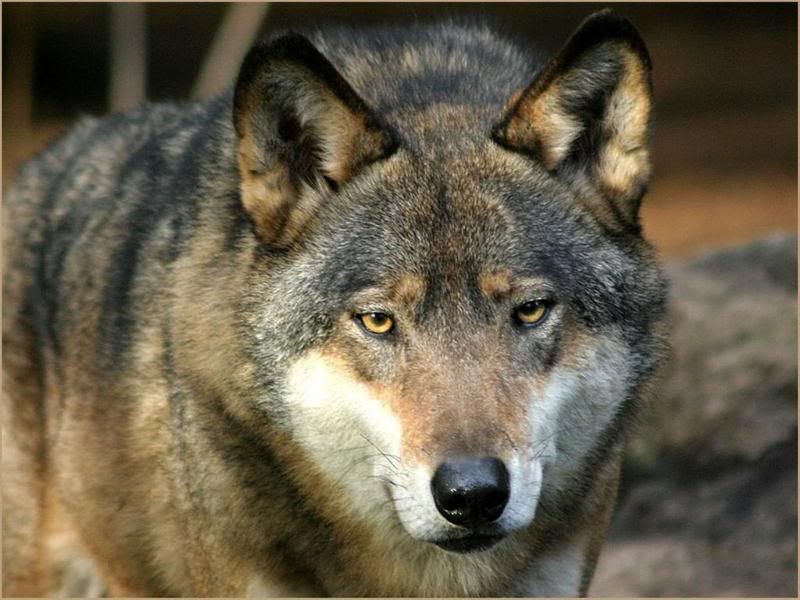 wolf Pictures, Images and Photos