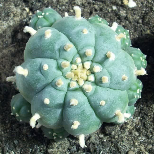 Cactus Peyote