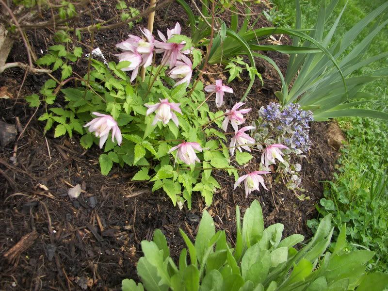 Pink Flamingo with opened flowers
