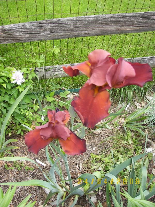 Unknown red Iris