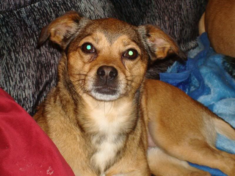 Puggle Chihuahua Mix Puggle Chihuahua Mix