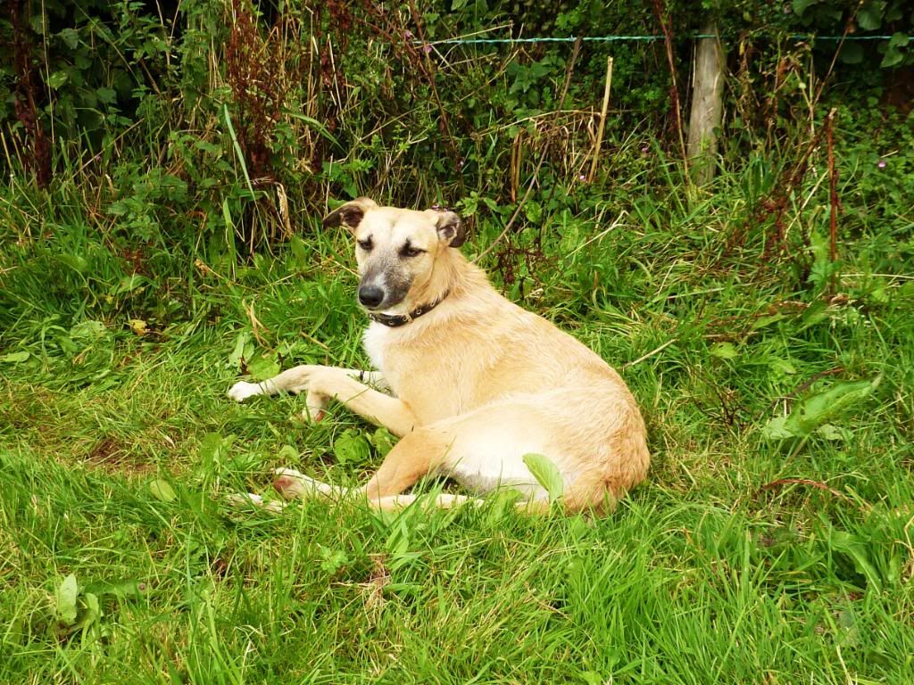 CornwoodShow2011028.jpg