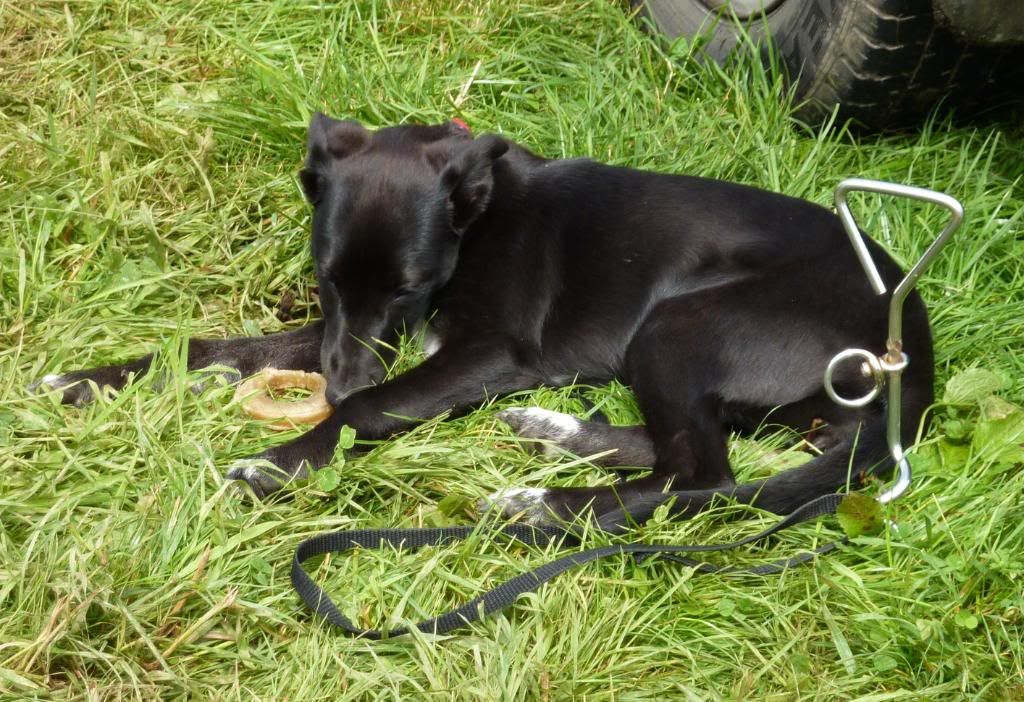 CornwoodShow2011039.jpg