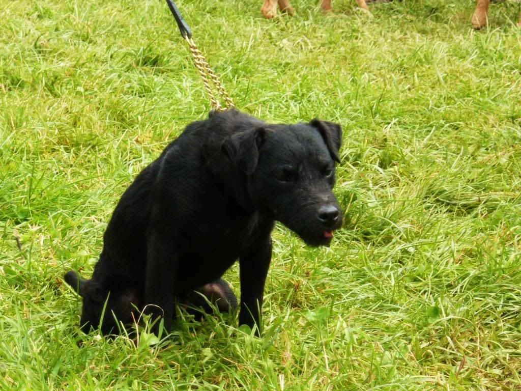 CornwoodShow2011049.jpg