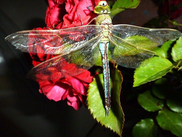 Dragonfly2012028.jpg