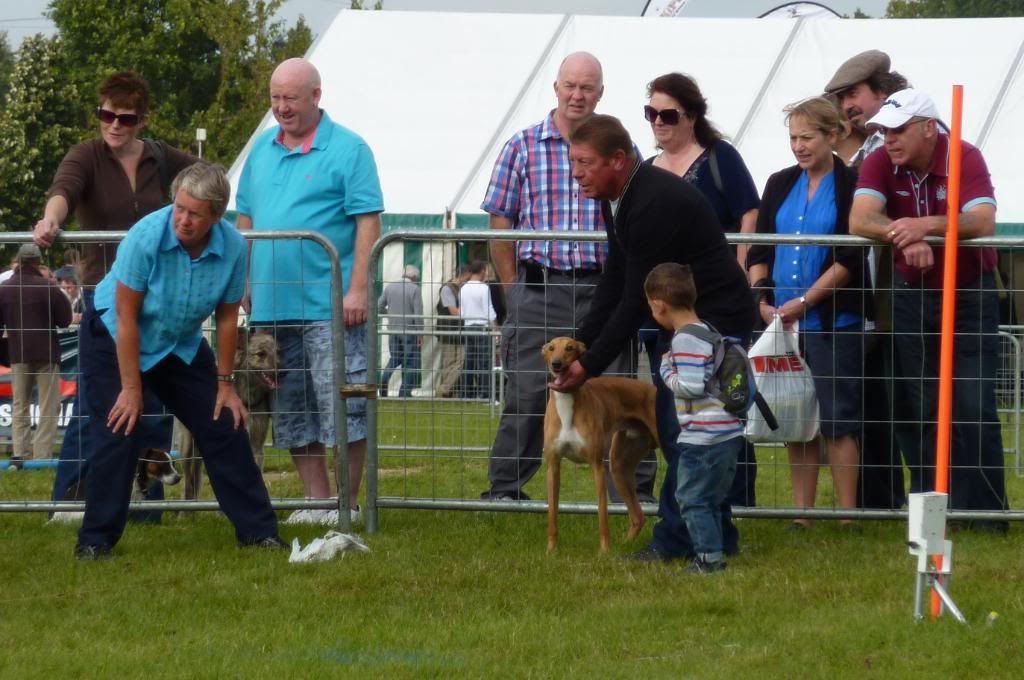 LurcherWorld2011003.jpg