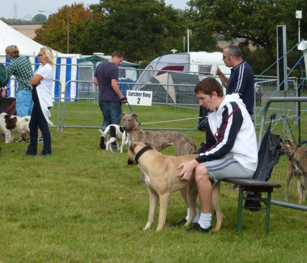 LurcherWorld2011004.jpg