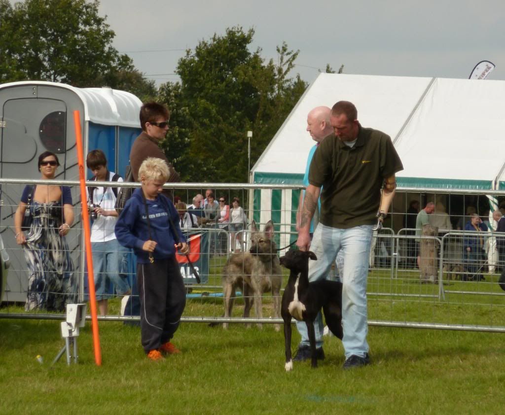 LurcherWorld2011006.jpg