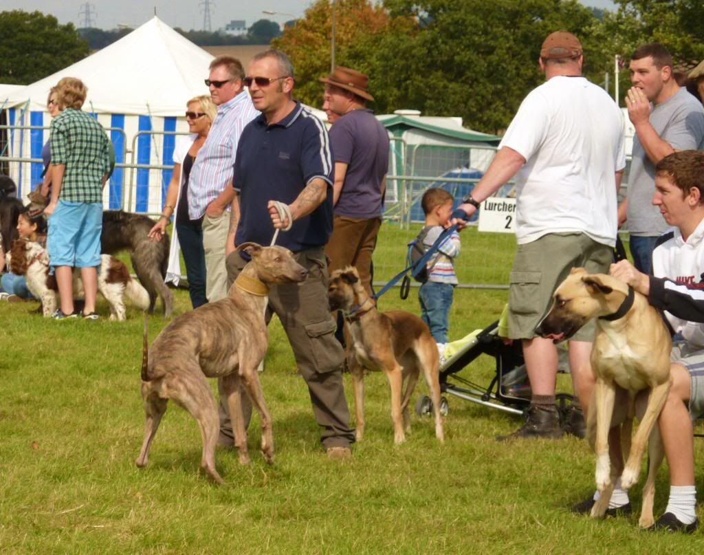 LurcherWorld2011009.jpg