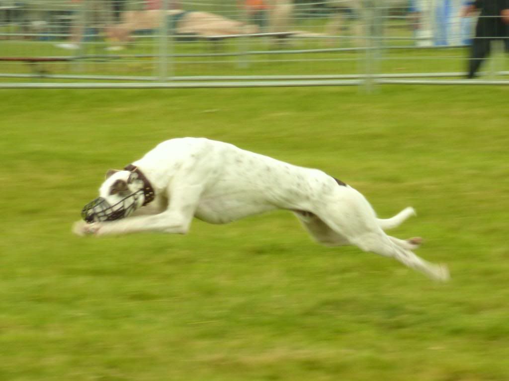 LurcherWorld2011020.jpg