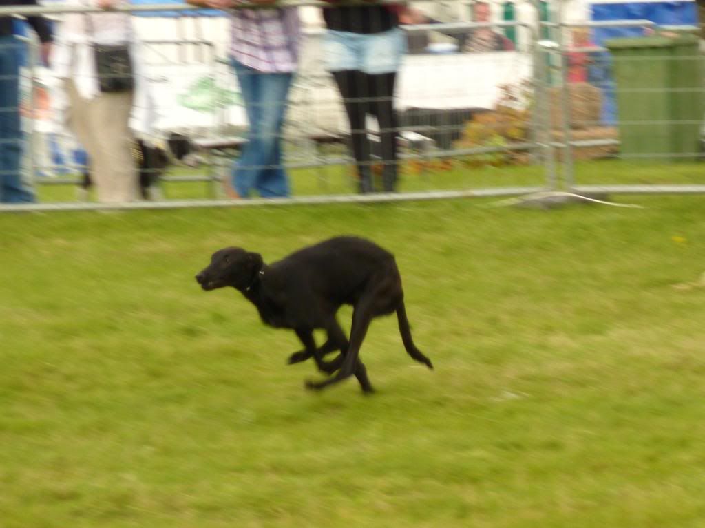 LurcherWorld2011023.jpg