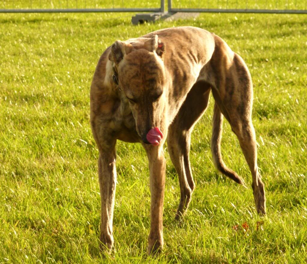 LurcherWorld2011090.jpg