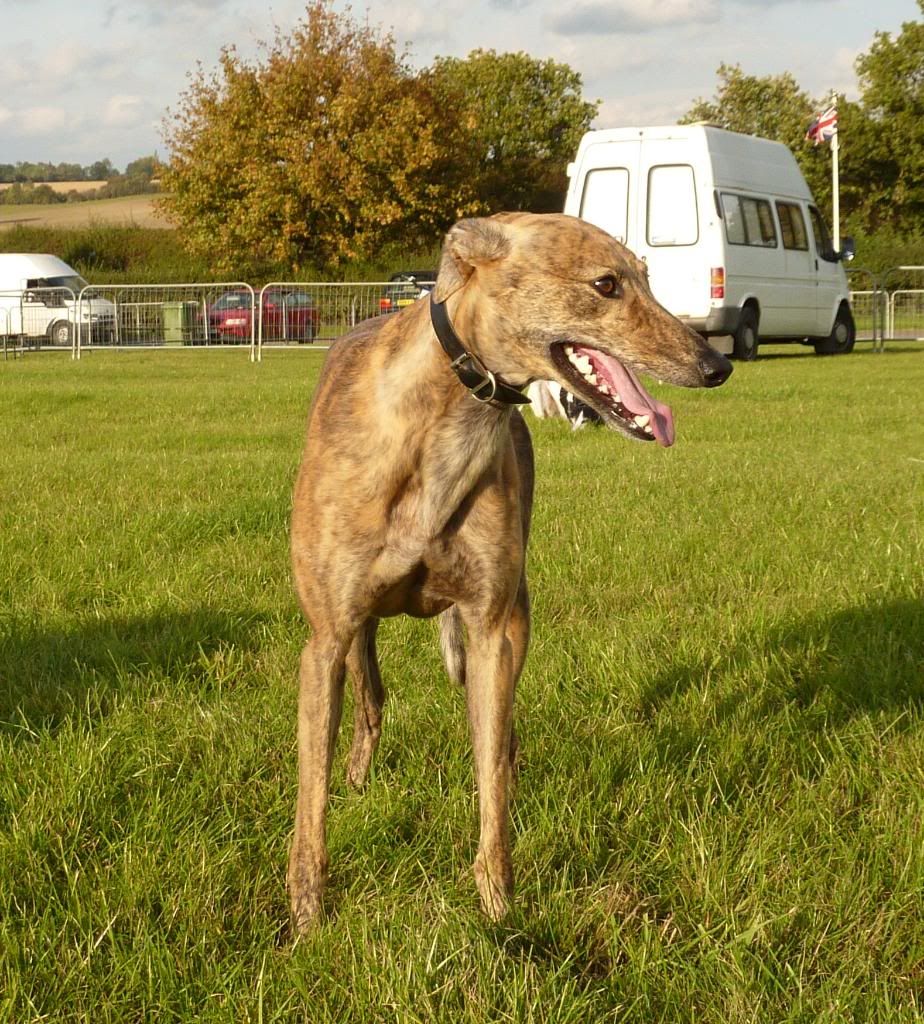 LurcherWorld2011103.jpg