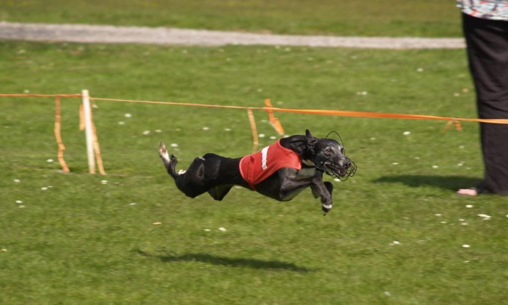 Fordingbridge2010078.jpg