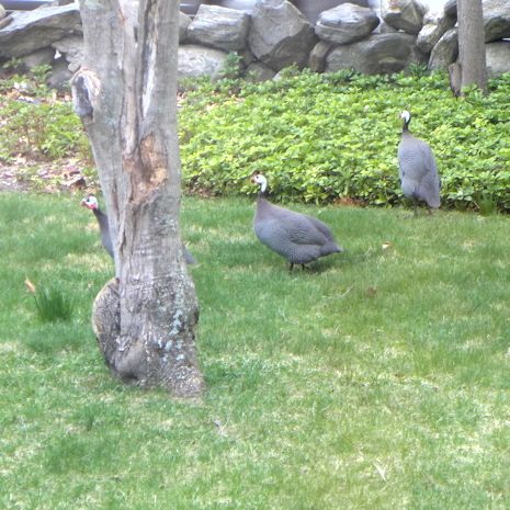  photo 2015-04-30_guinea_fowl_001_zpsoxb7nmvq.jpg