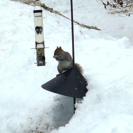  photo 2015-02-26_squirrel_baffle_001_zpsfshn9rbd.jpg