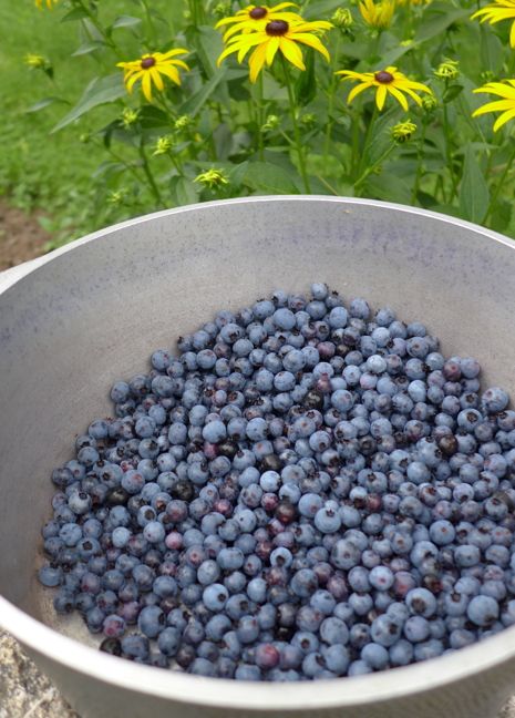  photo 2014-07-30_1_blueberries_001_zpsc23efeb0.jpg