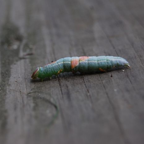  photo 2014-07-30_4_caterpillar_001_zps546a0760.jpg