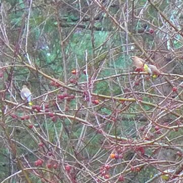  photo 2016-03-14_3_cedar_waxwings_001_zps6kb0aiys.jpg