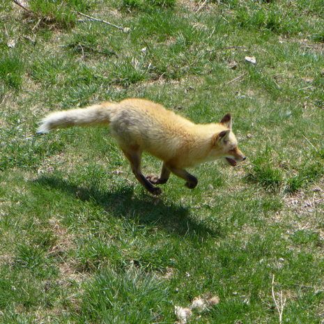  photo 2015-05-03_maine_wildlife_park_008_zpsutrelytw.jpg