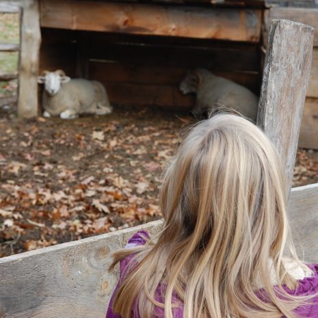  photo 2014-11-16_1_sturbridge_village_019_zps63cebbd4.jpg