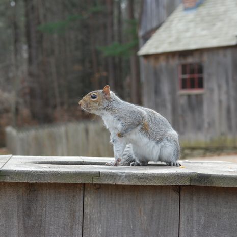  photo 2014-11-16_1_sturbridge_village_026_zps6cfcf3db.jpg