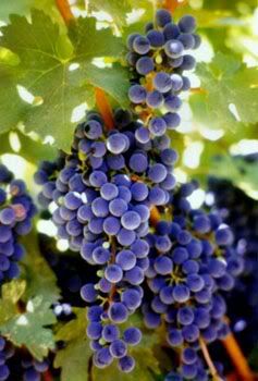 grapes Pictures, Images and Photos