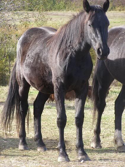 (Adopted) E all black mare